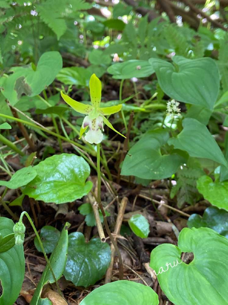 山野草 高山植物野生ラン☆武徳アツモリソウ花1(3)
