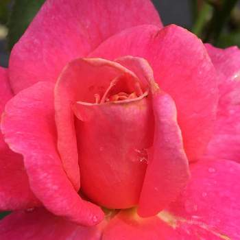 プリンセスチチブの画像 by Yorikoさん | プリンセスチチブと薔薇愛同盟と薔薇に魅せられてと薔薇のある暮らし♡とおうち園芸と薔薇大好き