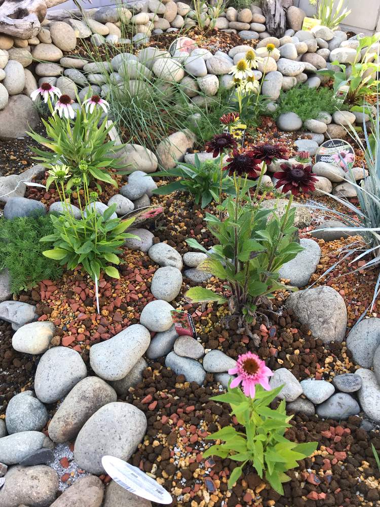 ルドベキア チェリーブランデーの投稿画像 By お庭のねこさん エキナセア バタフライキッスとエキナセア メローイエローとエキナセア ピンクアイとエキナセア グリーンウッドペッカーとカピパリスと広い庭と宿根草の庭とお庭造り 記録とロックガーデンと花のある生活とpw