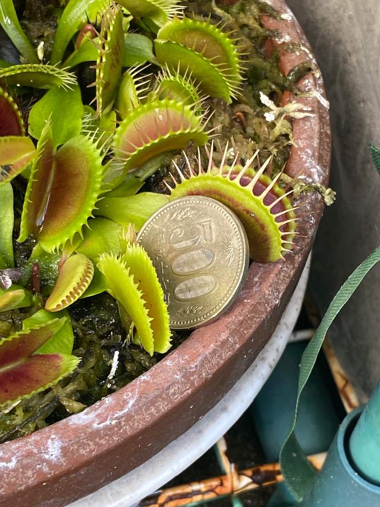 ハエトリソウの投稿画像 By Bukkieさん 小さな庭とボタニカルライフと植物男子と食虫植物と山野草男子と山野草とお庭のお花とおうち園芸と緑のある暮らしとお庭の植物とガーデニングと花のある暮らしとボタニカルライフと植物男子と食虫植物と山野草男子と山野草とお庭の ハエトリソウの投稿画像 By Bukkieさん 小さな庭とボタニカルライフと植物男子と食虫植物と山野草男子と山野草とお庭のお花とおうち園芸と緑のある暮らしとお庭の植物とガーデニングと花のある暮らしとボタニカルライフと植物男子と食虫植物と山野草男子と山野草とお庭の