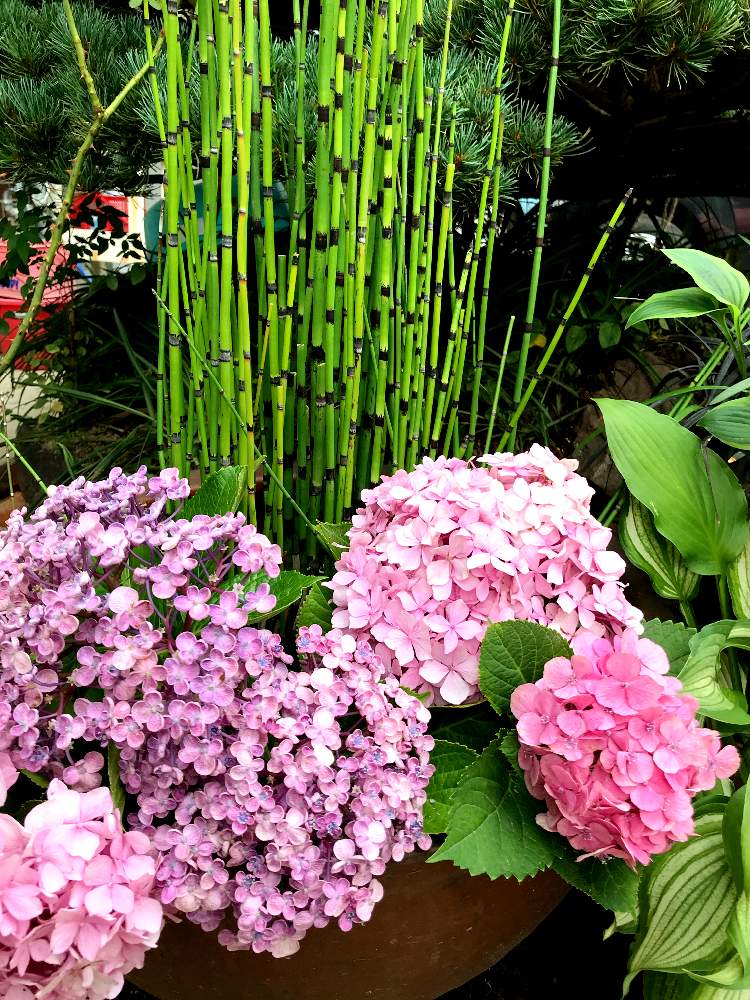 トクサの投稿画像 By ぽわんさん お花が好きと切り花を楽しむとおうち園芸とpwフォトコンと楽しい田舎暮らしと花あそびと自宅の花 月7月2日 Greensnap グリーンスナップ