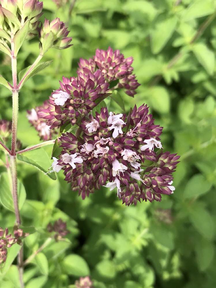 オレガノの投稿画像 By かっちゃんさん ハーブガーデンと紫色の花とお花たくさん と花のある暮らしとかわいいな と存在感がある花 月7月2日 Greensnap グリーンスナップ