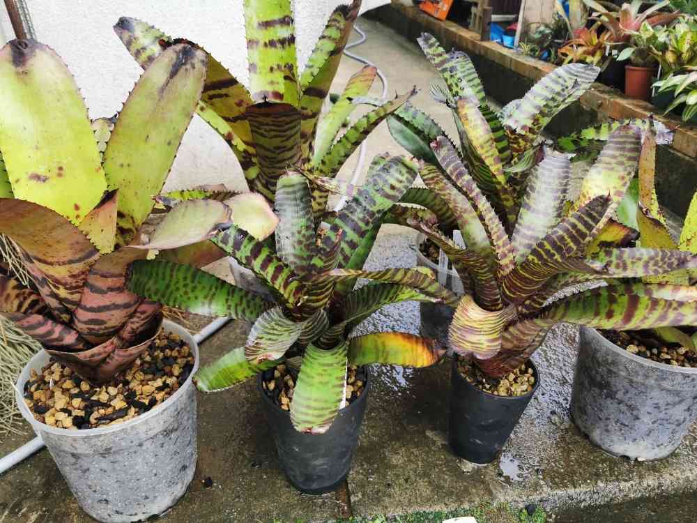 ネオレゲリア ノーマン・ベイツ　Neo. Norman Bates 若苗 ネオレゲリア ノーマン・ベイツ Neoregelia Norman Bates