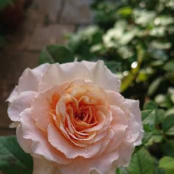 アウグスタルイーゼ＊の画像 by ＹＵＭＩＫＯさん | 小さな庭と私の癒し♡と薔薇愛同盟と花が好き❤と大好きとおうち園芸とお花に癒されてと植中毒と薔薇が好き❤ときれ～い❤と花のある暮らしとアウグスタルイーゼ＊とかわいいな♡といい色♡