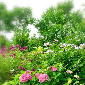 ウットリの画像 by kane flowerさん | お出かけ先とアジサイとベルガモットとモナルダと埼玉県と可愛い♥️とおうち園芸とウットリ