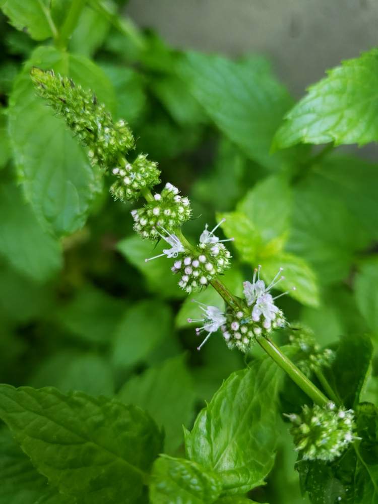 ハーブの投稿画像 By ポポラスさん ミントの花と７月とおうち園芸 月7月2日 Greensnap グリーンスナップ