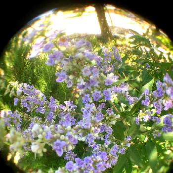落ち着いた花色の画像 by まちゃまつさん | 小さな庭とハーブガーデンとおうち園芸とはなのある暮らしと緑のある暮らしと落ち着いた花色と西洋ニンジンボク*と紫の花と次々花が咲きますとPWフォトコン2020