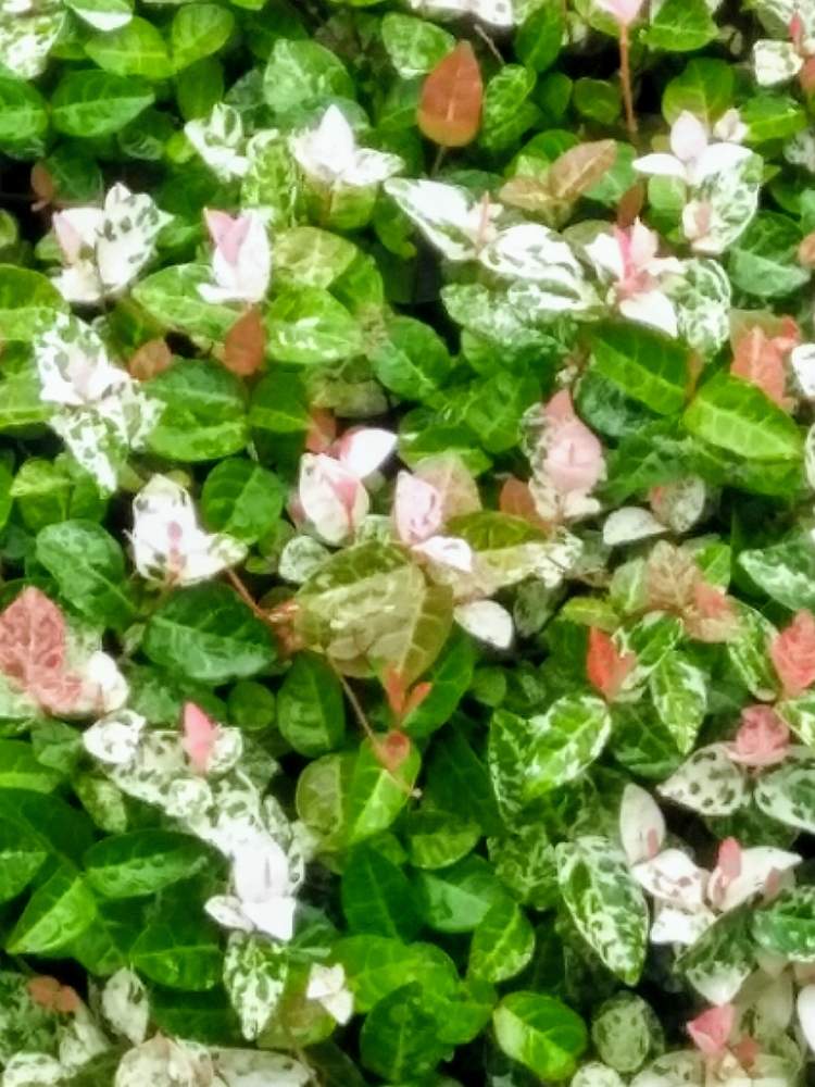 ハツユキカズラの投稿画像 By 今日子さん お出かけ先とカラーリーフとandroid撮影と常緑つる 性とｷｮｳﾁｸﾄｳ科とﾃｲｶｶｽﾞﾗ属と花のある暮らしとグランドカバーとカラーリーフとandroid撮影と常緑つる性とｷｮｳﾁｸﾄｳ科とﾃｲｶｶｽﾞﾗ属と花のある暮らしとグランドカバー 月7月2日