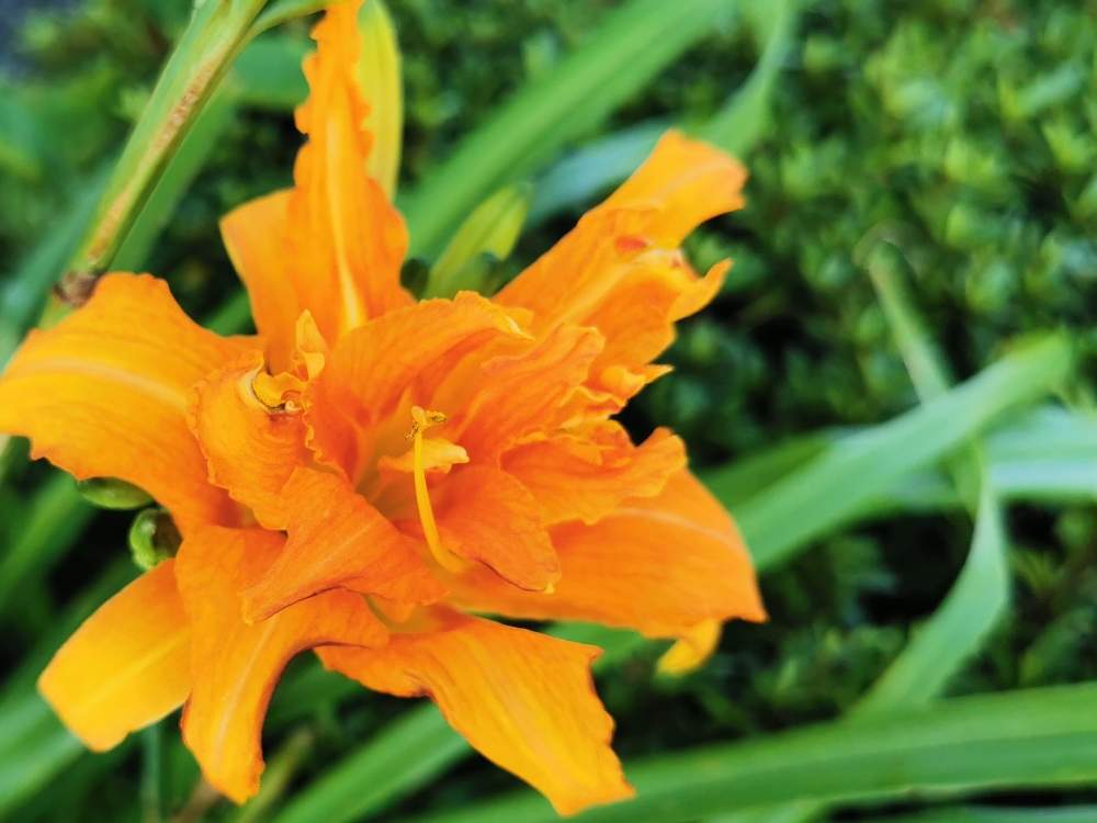 道端の花の投稿画像 By Shigeさん 美しいと可愛らしい花とオレンジ色とオレンジ色のお花 月7月2日 Greensnap グリーンスナップ