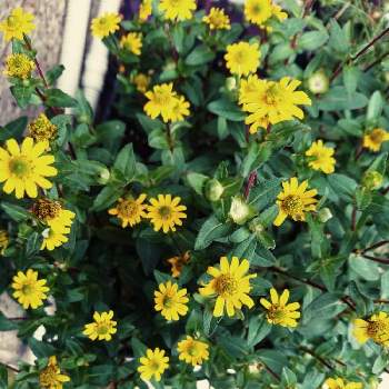 小さい黄色い花の投稿画像一覧 Greensnap グリーンスナップ