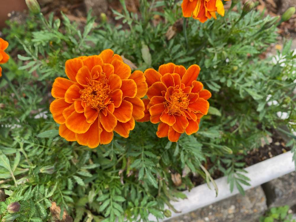 マリーゴールドの投稿画像 By Hajnakさん 月7月2日 Greensnap グリーンスナップ