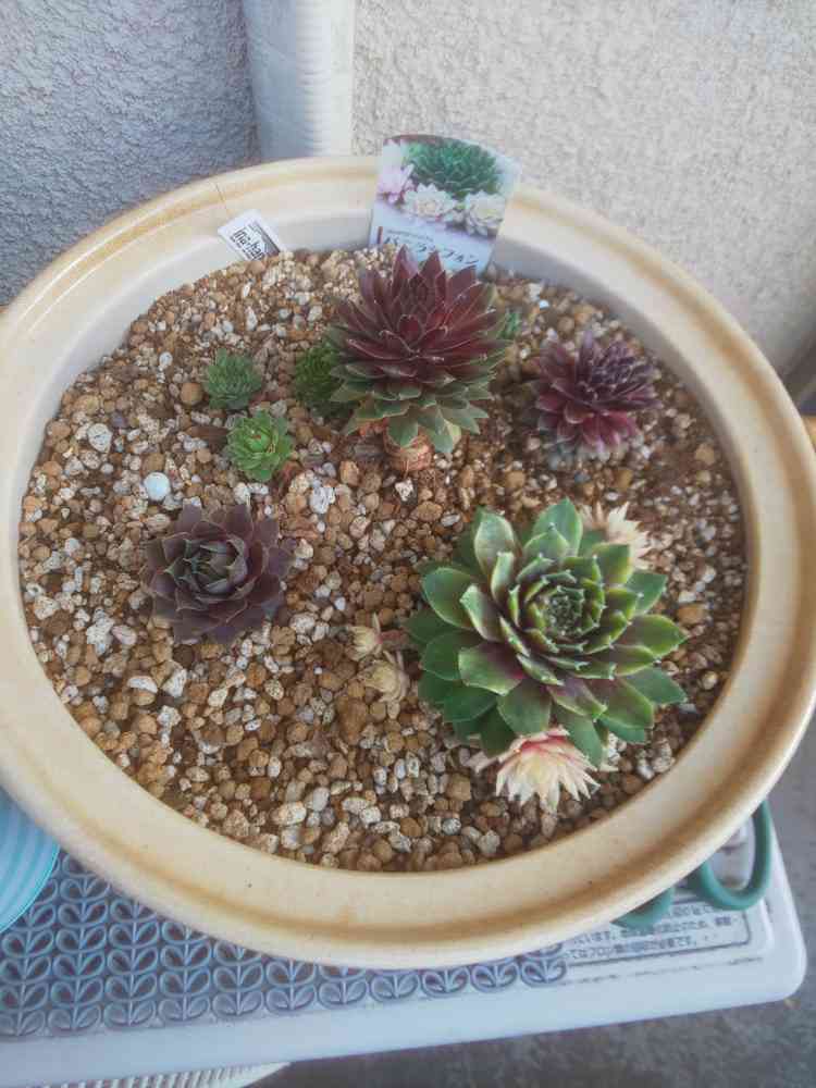 センペルビウム☆Webby Flame☆根付♪