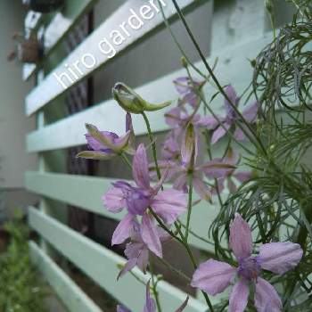 ラークスパー アールグレイの画像 by hiroさん | 小さな庭とラークスパー アールグレイと花のある暮らし♡と薄あずき色とPWフォトコン2020とウッドフェンスDIYと素敵便✨とおとな色とベティさん♪ありがとう❤️と見てくれてありがとう♡とまだ咲いてます