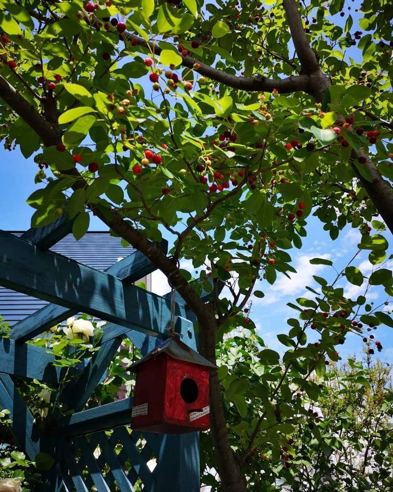 ジューンベリーの投稿画像 By Takako さん 庭木と今日の花とかわいいと北海道と赤い実 月7月2日 Greensnap グリーンスナップ