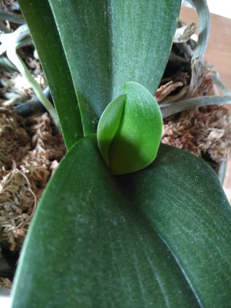 胡蝶蘭の投稿画像 By スマイリーさん 新芽と緑のある暮らしと植中毒とドキドキ 月7月2日 Greensnap グリーンスナップ