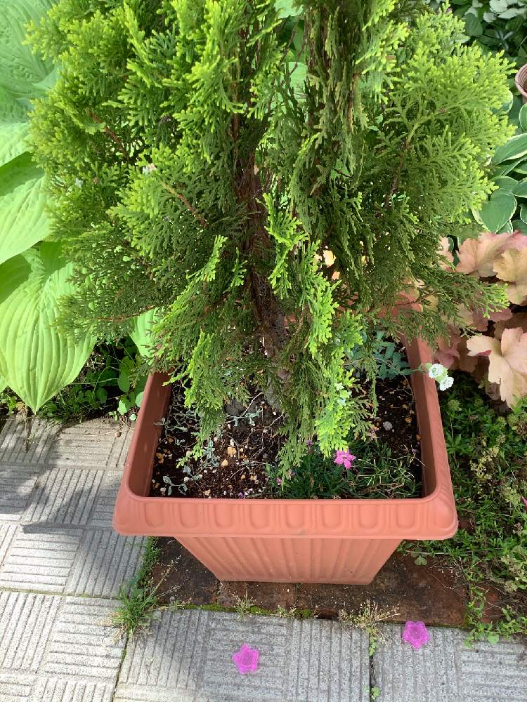 コノテヒバの投稿画像 By カメリアさん ピンクの花と耐寒性常緑低木と針葉樹とおうち園芸とイングリッシュガーデンと花のある暮らしと北海道と鉢植えコニファーと北国のガーデニング 月7月2日 Greensnap グリーンスナップ コノテヒバの投稿画像 By カメリアさん ピンクの花と耐寒性常緑低木と針葉樹とおうち園芸とイングリッシュガーデンと花のある暮らしと北海道と鉢植えコニファーと北国のガーデニング 月7月2日 Greensnap グリーンスナップ