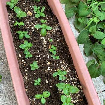 職場園芸の投稿画像一覧 Greensnap グリーンスナップ 職場園芸の投稿画像一覧 Greensnap グリーンスナップ