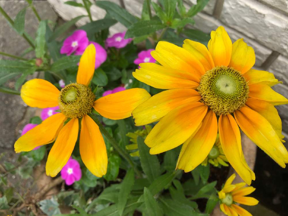 ルドベキア プレーリーサンの投稿画像 By かおるこさん 寄せ植えときいろいお花とおうち園芸 月7月2日 Greensnap グリーンスナップ