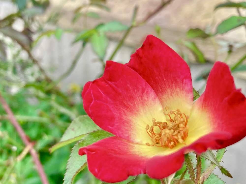 可憐な花の投稿画像 By ヒーちゃんさん シルバー川柳とつるバラと花言葉と赤い花 月7月2日 Greensnap グリーンスナップ