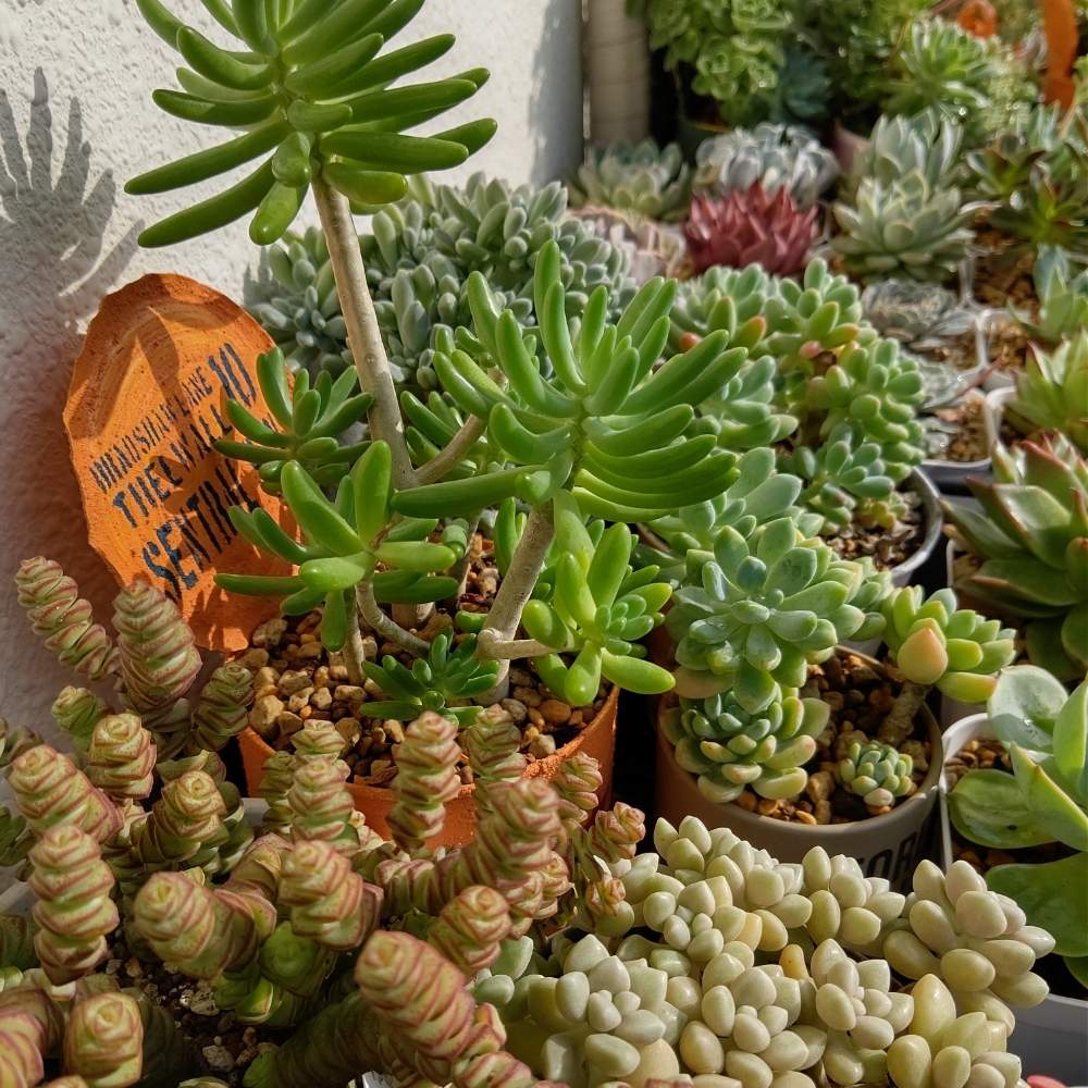 多肉植物の投稿画像 By 多肉ちゃんさん 多肉いろいろとおうち園芸と多肉女子と花のある暮らし 月7月2日 Greensnap グリーンスナップ