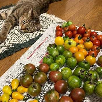 ミニトマト　イエローペアの画像 by dp106さん | 畑とミニトマト　イエローペアとシンディーオレンジと中玉トマト レッドオーレとトマト グリーンゼブラとベルニサージュとサバ（猫）と家庭菜園