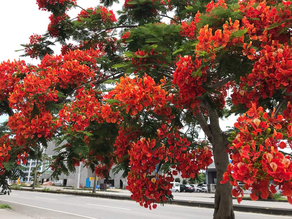 鳳凰木の投稿画像 By はっぱっこさん 南国の花ともえるような赤と南国の木 月7月2日 Greensnap グリーンスナップ