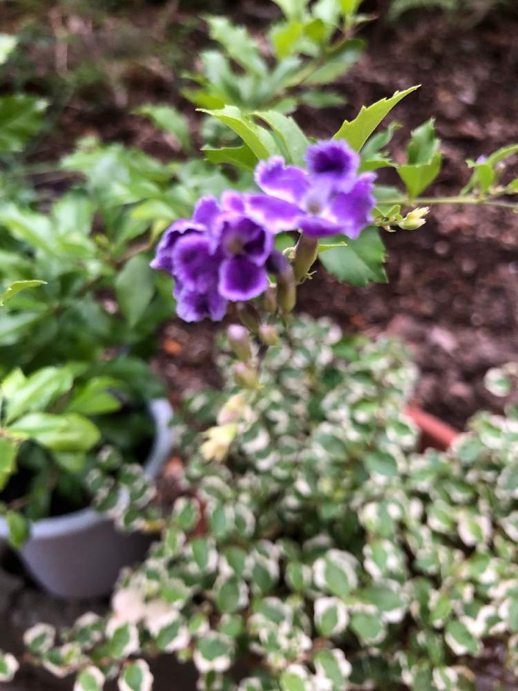 デュランタ 宝塚の投稿画像 By じゅりあんさん 月7月2日 Greensnap グリーンスナップ