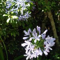 アガパンサスの画像