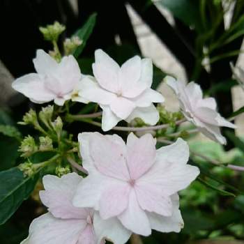 紫陽花 江戸の花火の投稿画像一覧 Greensnap グリーンスナップ