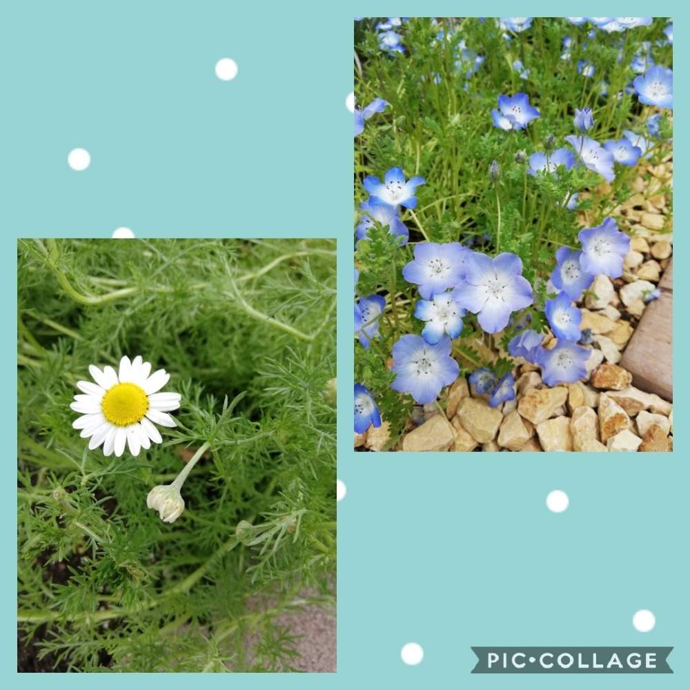 ローマンカモミールの投稿画像 By ぐりさん ネモフィラ インシグニスブルーと葉っぱ も癒しとハーブ大好きと青の花とおうち園芸とお花もワサワサと待ってた とお花は癒しと北海道と青 紫 の花が好き と葉っぱワサワサ 月7月2日 Greensnap グリーンスナップ