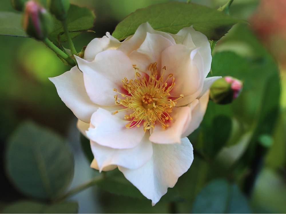 バラの投稿画像 by tokitokiさん｜クードゥクールとバラ・ミニバラとばら バラ 薔薇とGSでバラ園