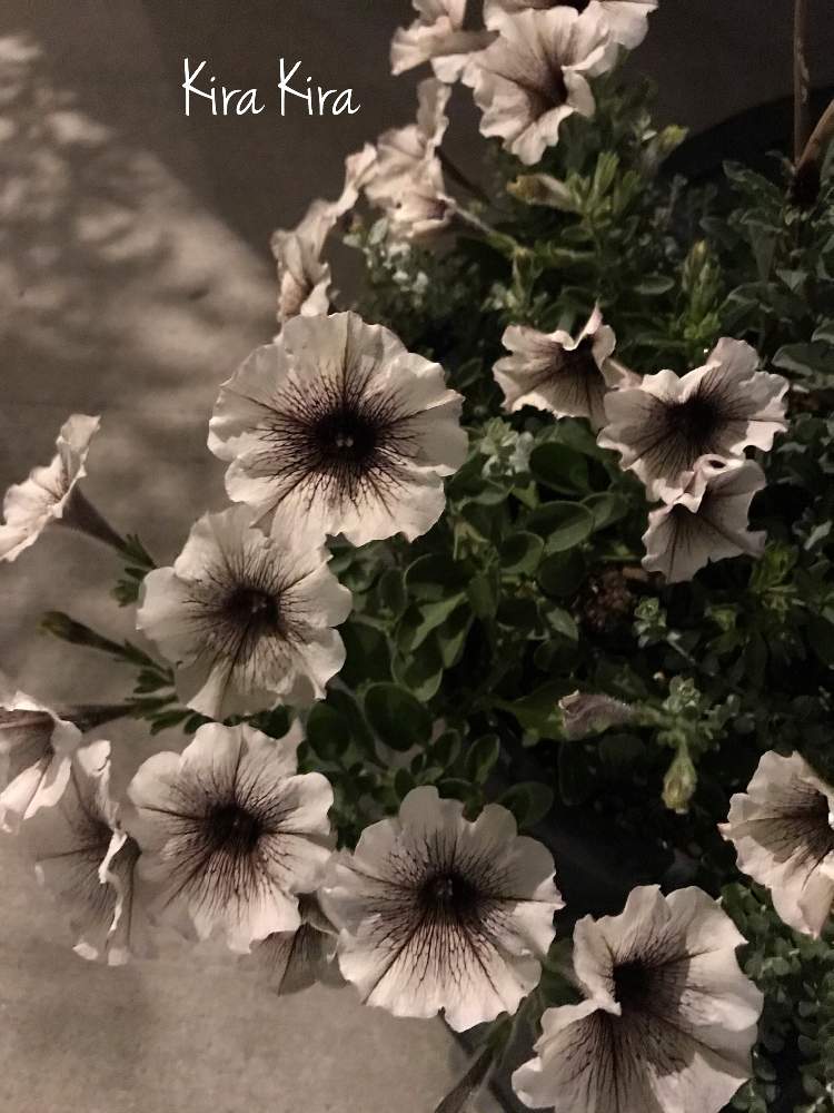 ペチュニアビバの投稿画像 By キラキラネーム さん Gsありがとうとグリーンのある暮らしとペチュニアとカリブラコア と寄せ植えと週末ガーデナーと ʾʾとやる気スイッチ と花のある暮らしと癒し 月7月2日 Greensnap グリーンスナップ