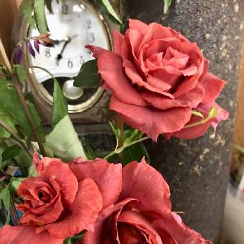 コーヒーオベーションの画像 by White Roseさん | 玄関とコーヒーオベーションとおうち園芸と薔薇好きと薔薇♪と花のある暮らしと癒しを求めてと花時間とばら 薔薇 バラと水曜ローズショー