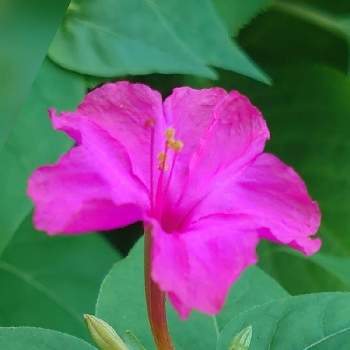 3色の画像 by ふささん | オシロイバナとたねからの幸せと夏の夕方と良い香り♡と3色とオシロイバナのお花