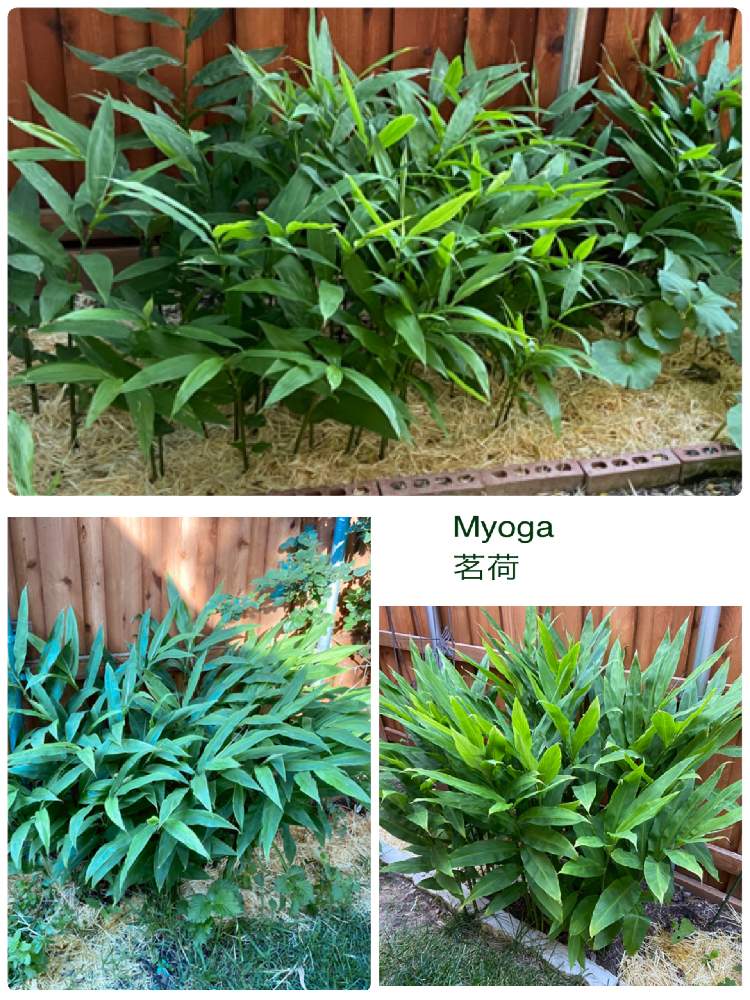 ミョウガ 茗荷 の投稿画像 By Littledarlingさん アメリカ テキサスと家庭菜園とおうちde菜園とマイガーデンとナチュラルガーデンとオーガニックとおうち園芸と植中毒と無農薬 家庭菜園と料理と多年草とハーブとガーデニングとアウトドアリビングと有機野菜 月7