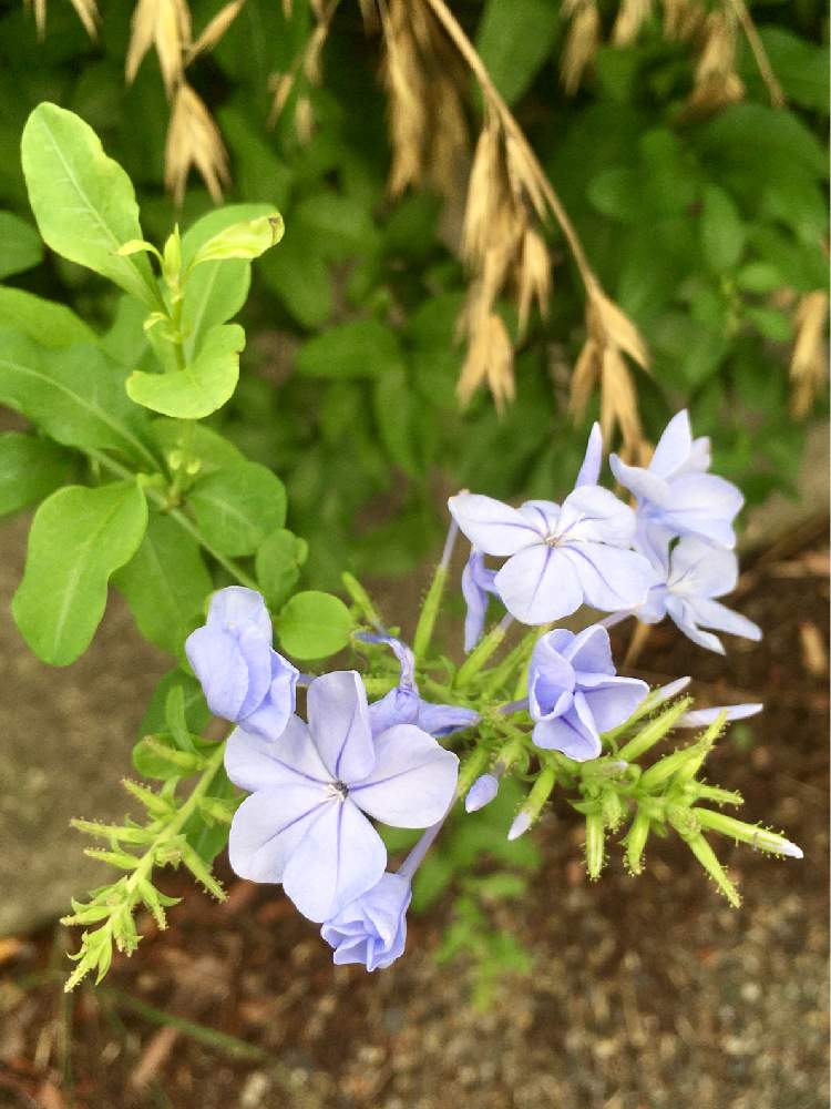 ルリマツリの投稿画像 By Hahahaさん 青い花 月7月3日 Greensnap グリーンスナップ