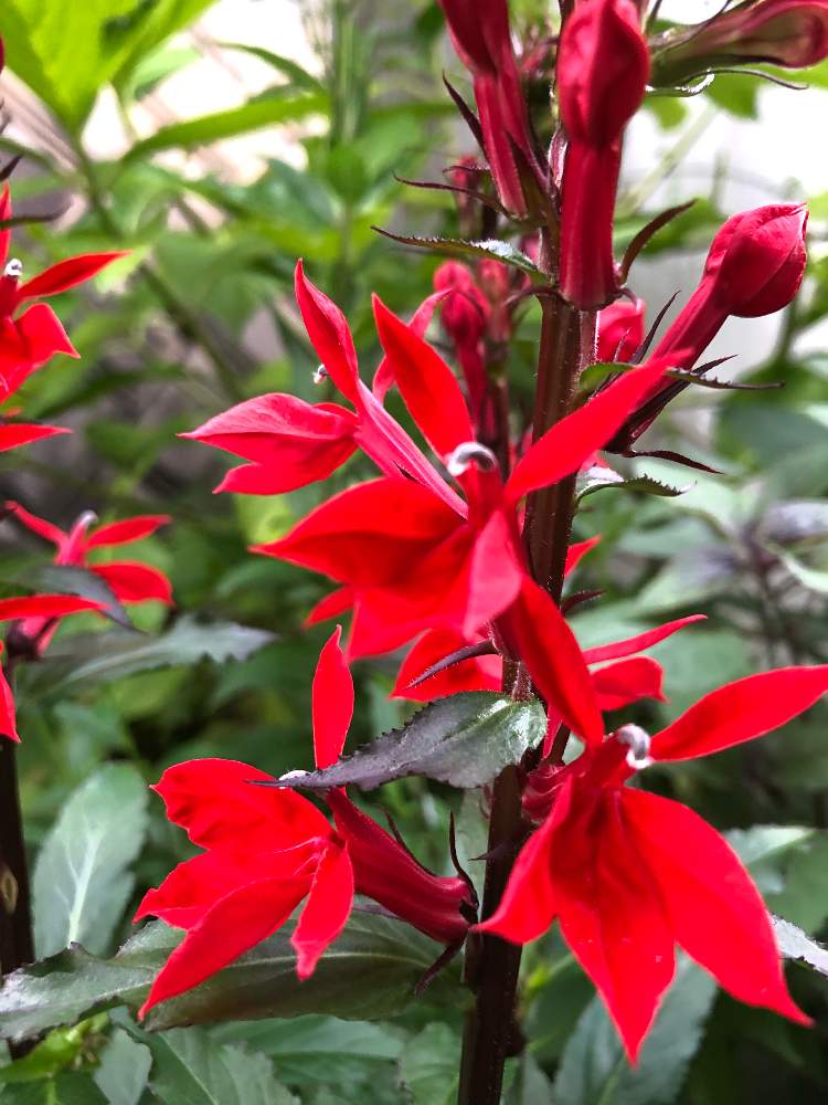 小さな庭の投稿画像 By あこさん 赤い花と花のある暮らしとロベリア スペシオサと赤い花と花のある暮らしとロベリア スペシオサ 月7月3日 Greensnap グリーンスナップ Greensnap グリーンスナップ