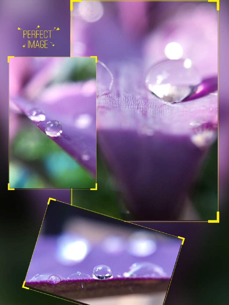 小さな庭の投稿画像 By トモさん お花大好き と可愛いいよねときれいだね と雨 の雫と花のある暮らしとムラサキゴテン とマクロレンズシリーズ水滴編とお花大好き と可愛いいよねときれいだね と雨の雫と花のある暮らしとムラサキゴテン とマクロレンズ
