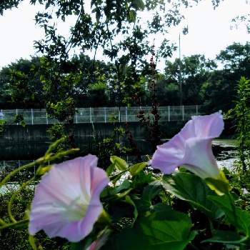 ごんぱち池の花の画像 by m＆oさん | お出かけ先と水辺の風景と東京都立水元公園と朝の散策の時とごんぱち池の花