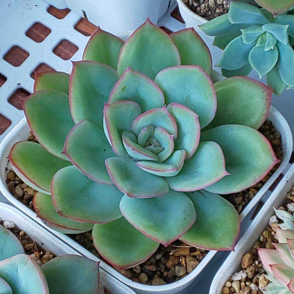 売却済み3/13撮影)モーニング(抜き苗)多肉植物 売却済み3/13撮影)モーニング(抜き苗)多肉植物