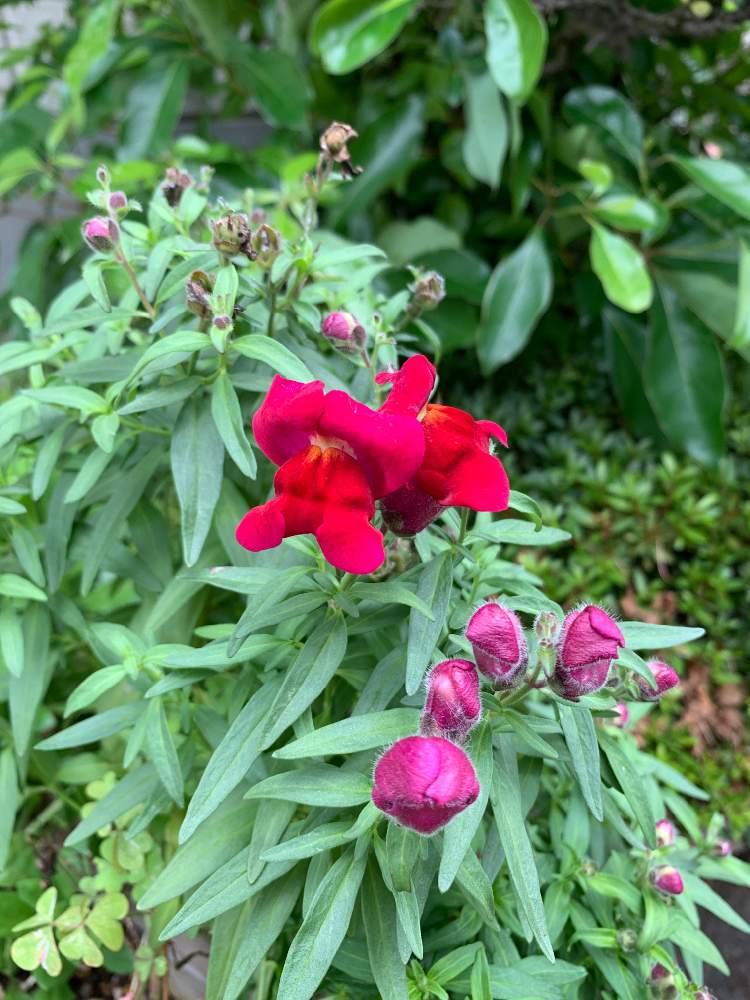 こうせいさんの投稿画像 月7月3日 Greensnap グリーンスナップ