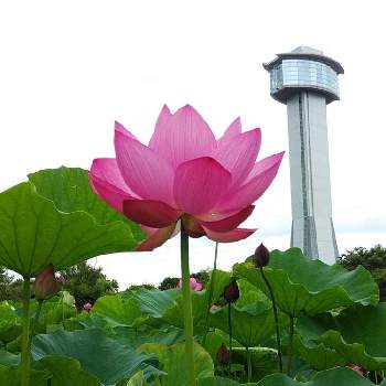 今年の新花 アルビノ名花 ファラオ × スリーピング ビューテー-