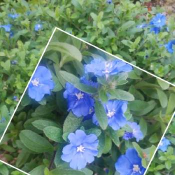 ブルーの花大好きですの画像 by とこちゃんさん | 小さな庭と遊び心と大好きな色と癒しと庭の花たちとGS映えときれいとおうち園芸と可愛いと花のある暮らしと青い花マニアとチーム・ブルーとブルーの花大好きですと感激