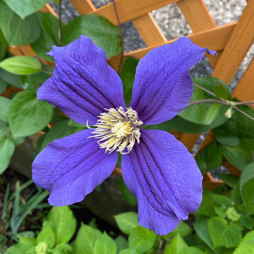 クレマチスの投稿画像 By いっちーさん 北海道クレマチスの会と北国のクレマチスと北海道と庭の宿根草と咲いた 月7月3日 Greensnap グリーンスナップ