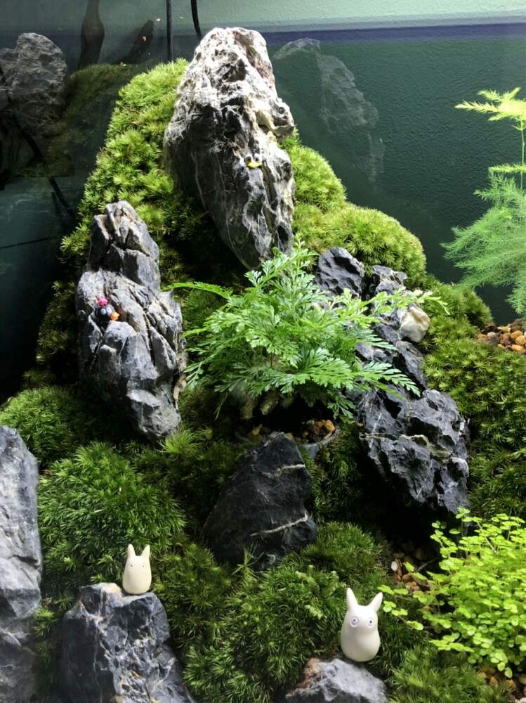 苔テラリウムの投稿画像 By ややりんさん 苔 こけ と水槽仕立て 月7月3日 Greensnap グリーンスナップ