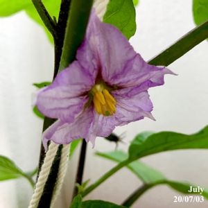 中長なす,水耕栽培,野菜 水耕栽培,家庭菜園奮闘日記,ホームハイポニカの画像