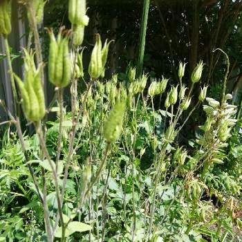 オダマキの種の投稿画像一覧 Greensnap グリーンスナップ