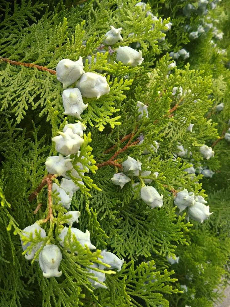 コノテガシワの花の投稿画像 By とっこさん 花のある暮らしとほっこり と白の星形の花 月7月3日 Greensnap グリーンスナップ