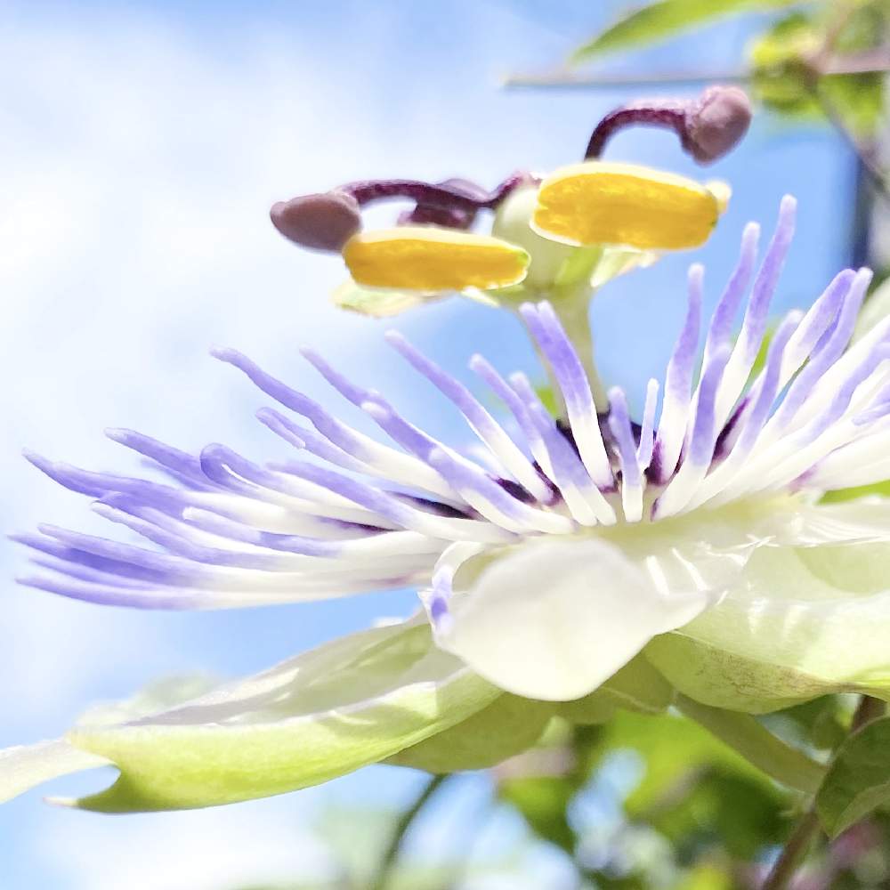 トケイソウの花の投稿画像 By りりぃさん 冬越し 成功と2年目と空と花とマイガーデンと季節を楽しむと花と緑のある暮らしと暮らしを楽しむとナチュラルスタイルと癒し と私らしくと小さな庭とトケイソウの花と 冬越し成功と2年目と空と花とマイガーデンと季節を楽しむと