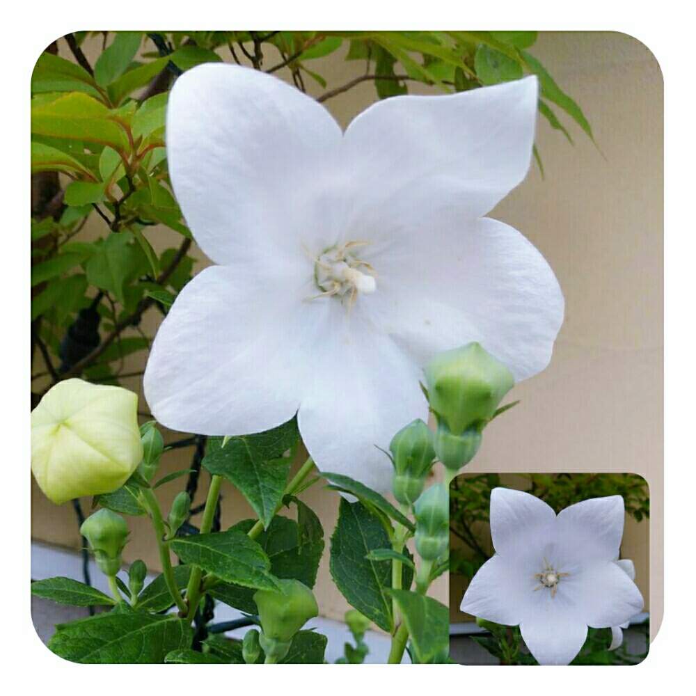 キキョウの投稿画像 By ゆめ さん 綺麗 と今日もお疲れ様 とご近所散歩と綺麗な花色と優しい花に癒やされてと楽しい1日になりますように と今日の出逢い花と優しい花色と良い１日お過ごし下さいね と花のある暮らしと白い花 月7月3日